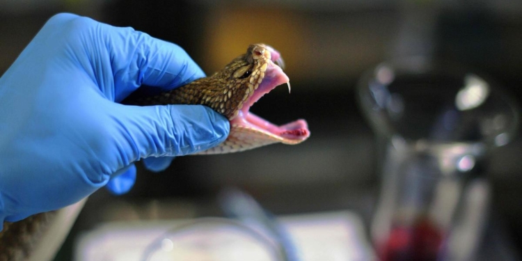 For snakebite management, training crucial for doctors to administer antivenom: experts