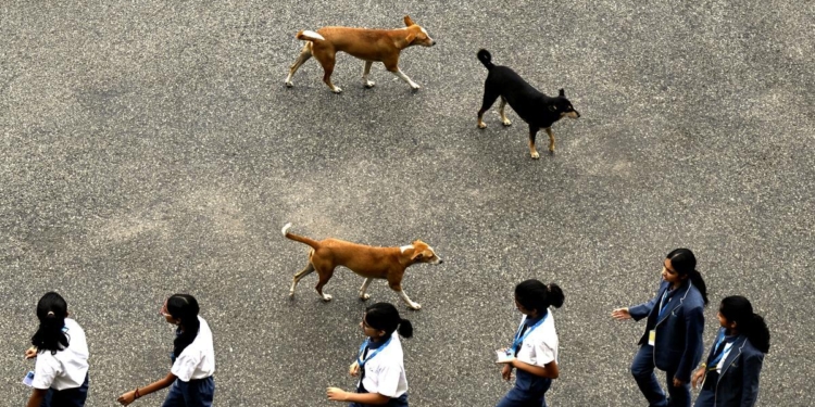Four Kerala govt doctors booked on negligence charges over 7-year-old girl’s rabies death
