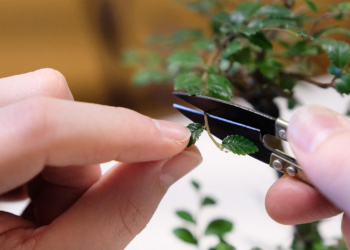 How Bonsai Trees Can Inspire Us to Build a Better Healthcare System