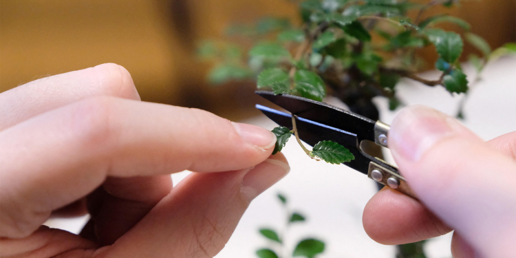 How Bonsai Trees Can Inspire Us to Build a Better Healthcare System