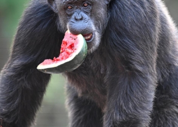 How Visakhapatnam zoo keeps animals cool as temperatures rise