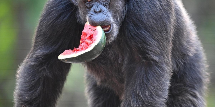 How Visakhapatnam zoo keeps animals cool as temperatures rise