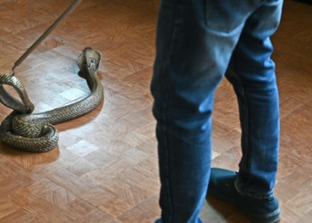 Kerala rolls out action plan to combat snakebite deaths