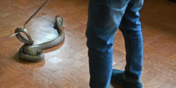 Kerala rolls out action plan to combat snakebite deaths