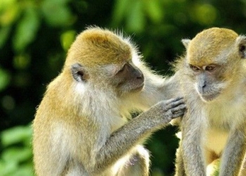 Lucky career, happy love life for the Monkey in 2026