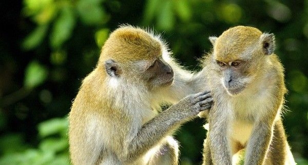 Lucky career, happy love life for the Monkey in 2026