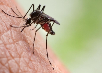 Mosquito menace in Tamil Nadu: Madras High Court orders State-wide survey to identify hotspots