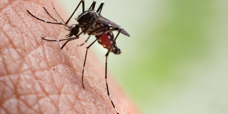 Mosquito menace in Tamil Nadu: Madras High Court orders State-wide survey to identify hotspots