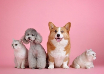 New hygiene spray can be used by pets, owners