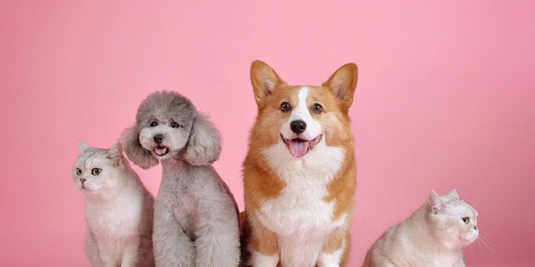 New hygiene spray can be used by pets, owners