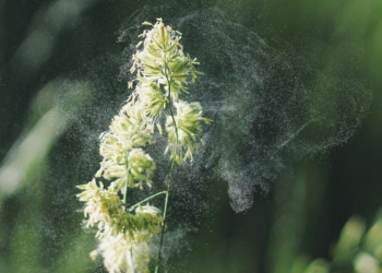 New tool predicts how pollen travels through city air