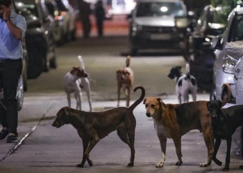 Rabies confirmed after mass dog bite incident in Assam town