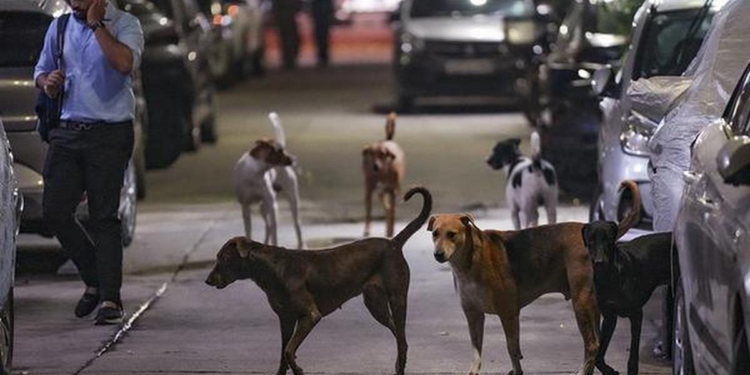 Rabies confirmed after mass dog bite incident in Assam town