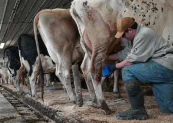Raw Milk Push in the U.S. Intensifies, Despite Outbreaks and Scientists' Warnings