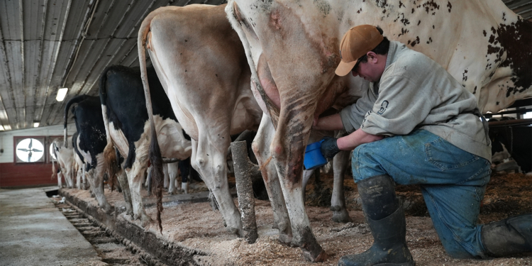 Raw Milk Push in the U.S. Intensifies, Despite Outbreaks and Scientists' Warnings