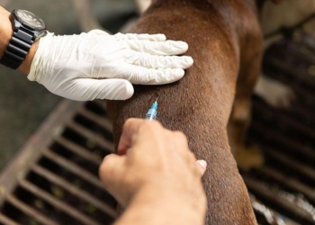 'Stop Rabies' initiative seeks to achieve rabies-free Philippines