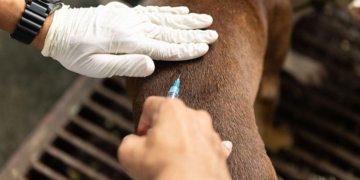 'Stop Rabies' initiative seeks to achieve rabies-free Philippines