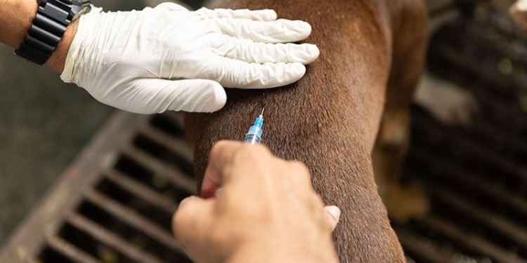 'Stop Rabies' initiative seeks to achieve rabies-free Philippines