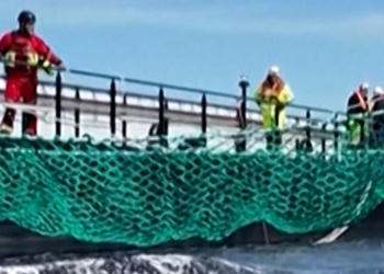 Stranded humpback whale coaxed onto rescue barge