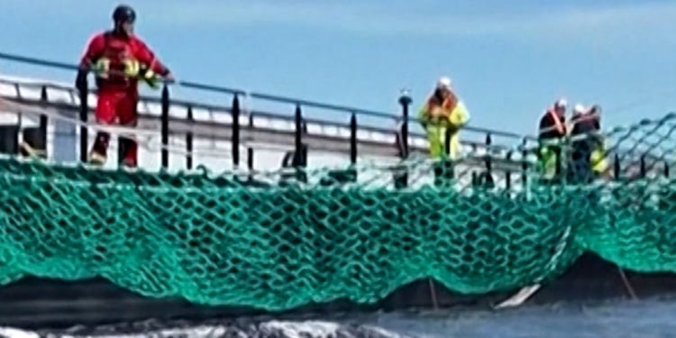 Stranded humpback whale coaxed onto rescue barge