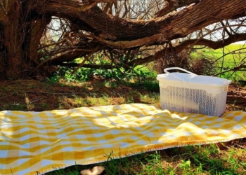 The art of a digital picnic