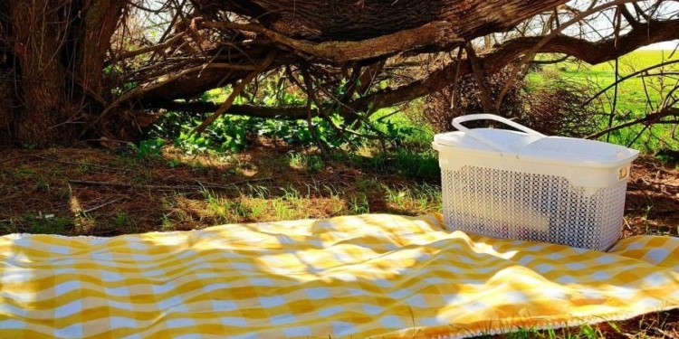 The art of a digital picnic