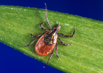 Tick Season Seems to Be Off to a Fast Start