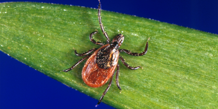 Tick Season Seems to Be Off to a Fast Start