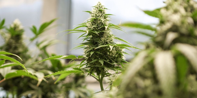 Trump Reclassifies Marijuana as Less Dangerous in Major Policy Shift