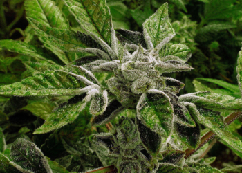 Trump Reclassifies State-Licensed Medical Marijuana as a Less-Dangerous Drug