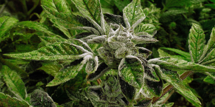 Trump Reclassifies State-Licensed Medical Marijuana as a Less-Dangerous Drug