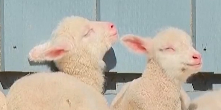 Vermont sheep gives birth to rare sextuplets