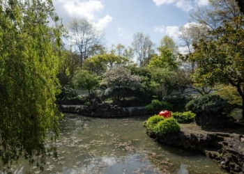 A garden filled with plants.