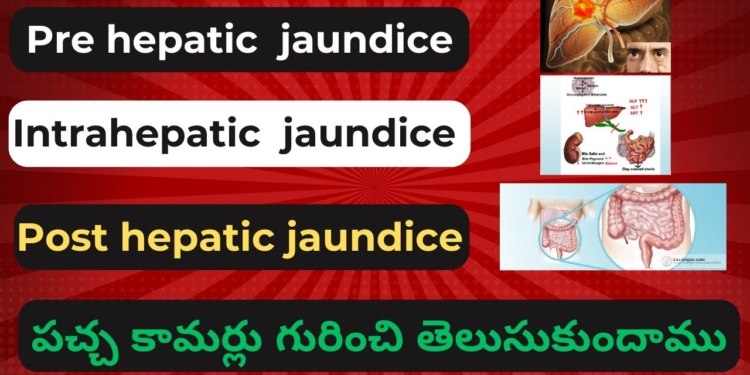liver function test full details in telugu