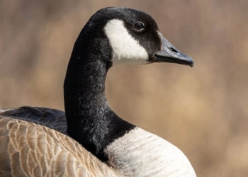A Canada goose.
