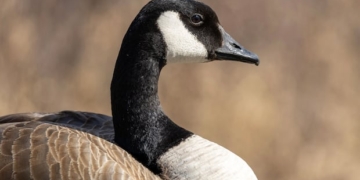 A Canada goose.