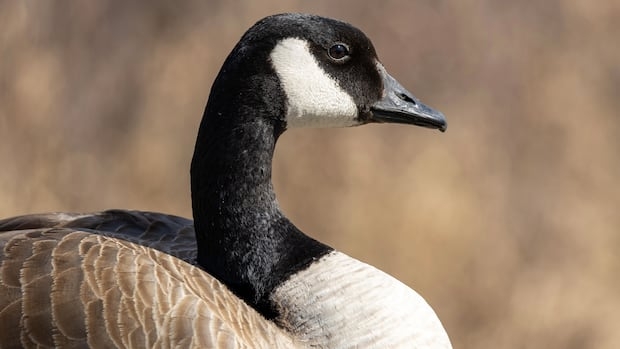 A Canada goose.