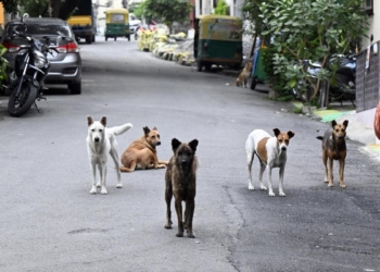 Bengaluru examining legal options for ‘rabid or aggressive dogs’