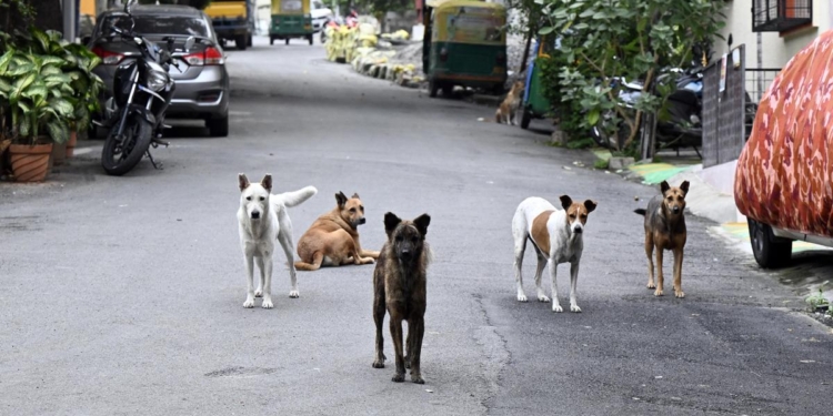 Bengaluru examining legal options for ‘rabid or aggressive dogs’