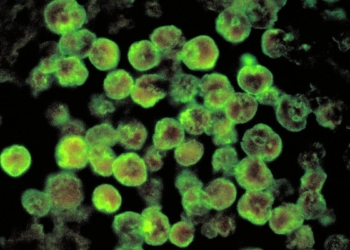 Brain-eating amoeba: Kerala reports another death from amoebic meningoencephalitis
