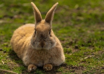 Forecast for Rabbit in 2026: Possible windfall may come by yearend