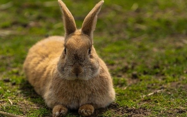 Forecast for Rabbit in 2026: Possible windfall may come by yearend