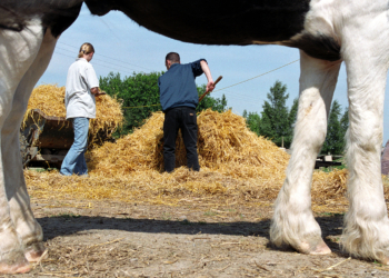Harm Reduction Works. 'Wellness Farms' Won’t.