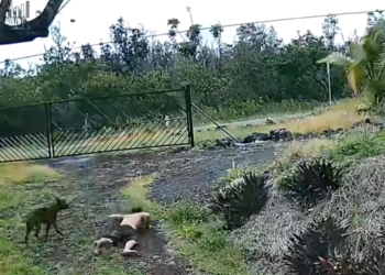 Hawaii community feared triple-murder suspect would ‘show up at their house with a machete’