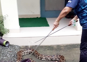 Hyderabad: Study shows rising snake rescues driven by urban expansion