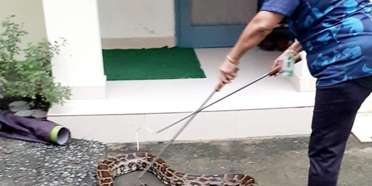 Hyderabad: Study shows rising snake rescues driven by urban expansion