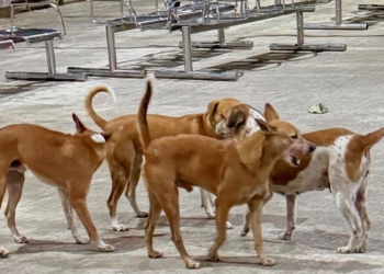 In four months, Tamil Nadu records 2.63 lakh dog bites, 17 deaths
