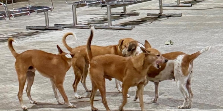 In four months, Tamil Nadu records 2.63 lakh dog bites, 17 deaths
