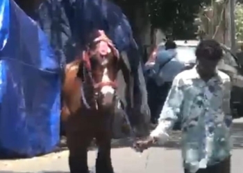 Joyride horse dies of highly contagious zoonotic disease disease in Chennai; Tamil Nadu goes into alert mode