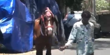 Joyride horse dies of highly contagious zoonotic disease disease in Chennai; Tamil Nadu goes into alert mode